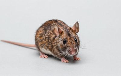 Anchor Mouse